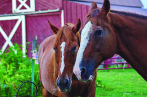 Celebrate the season in equine splendor at J.W. Ruby farm